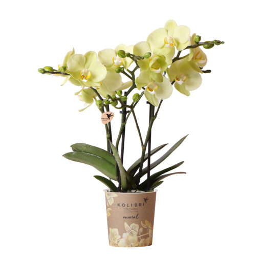 Mexico orchidee geel